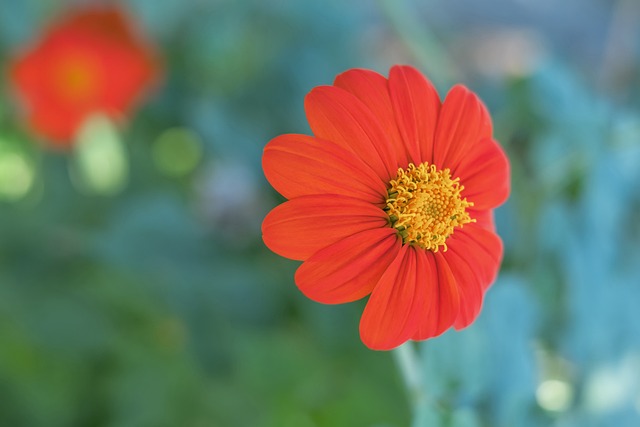王大雷因红 王大雷因红