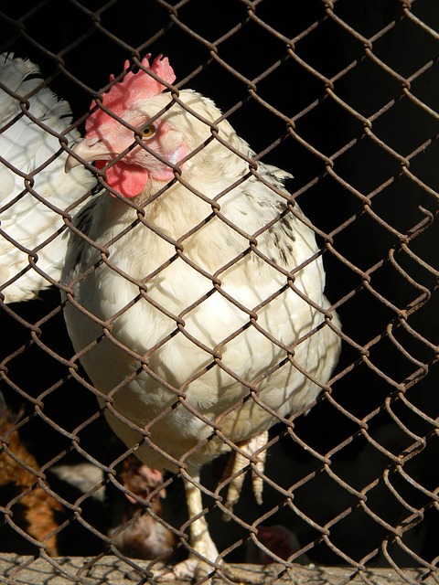 球迷作为球 球迷作为球