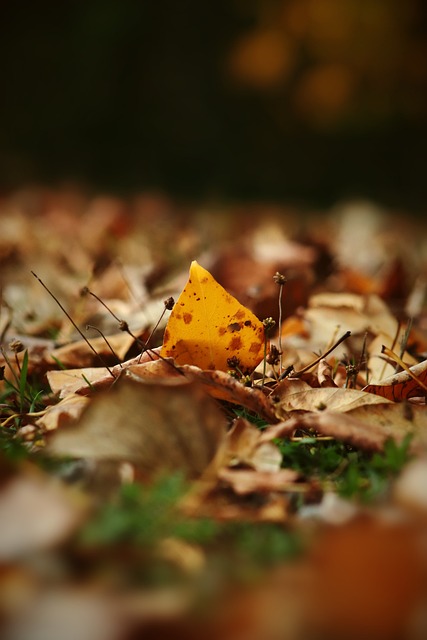 了多次得分 了多次得分